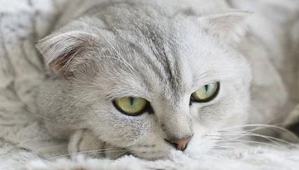 泽连斯基称乌克兰有射程3000公里的国产导弹，普京回应