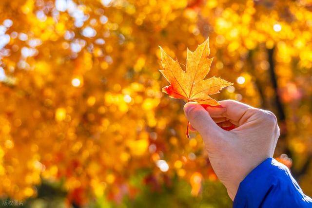 霜降时节，去哪里寻红叶？收好“秋叶地图”
