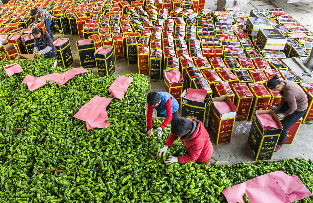 粮仓丰、产业强、乡村美——从“乡村振兴齐鲁论坛2025”看山东农业农村现代化新进展