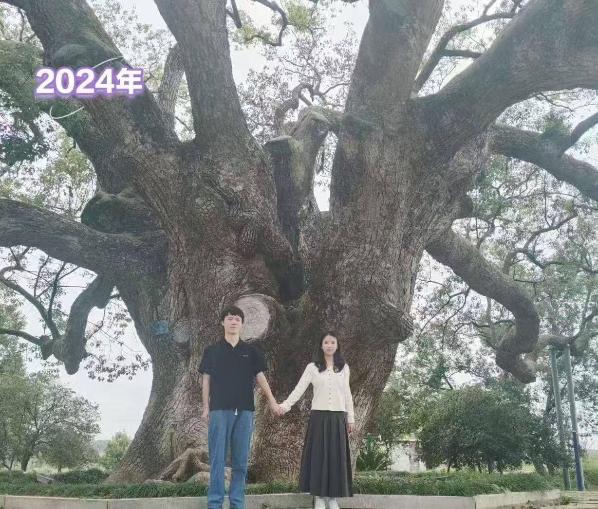 岳阳情侣连续9年在家乡千年古樟树下合影，今年国庆终修正果：希望爱情像古树一样长久